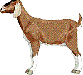 goat1