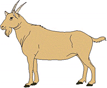 goat3