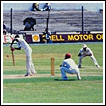 cricket