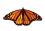 buttrfly