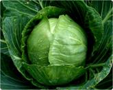 http://www.juicefeasting.com/Portals/0/juice/greencabagesm.jpg